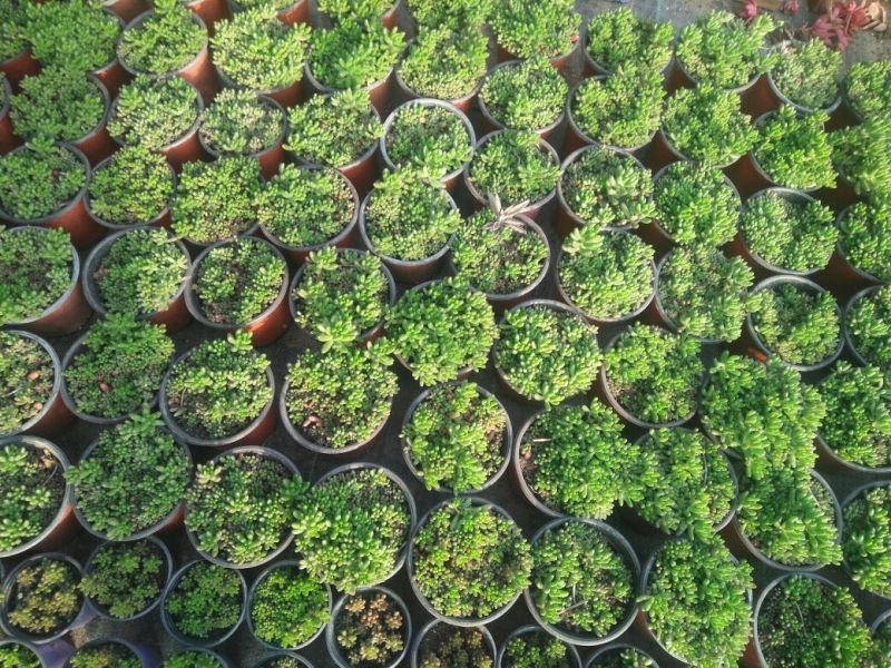 多肉植物不含盆