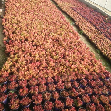 多肉植物不含盆