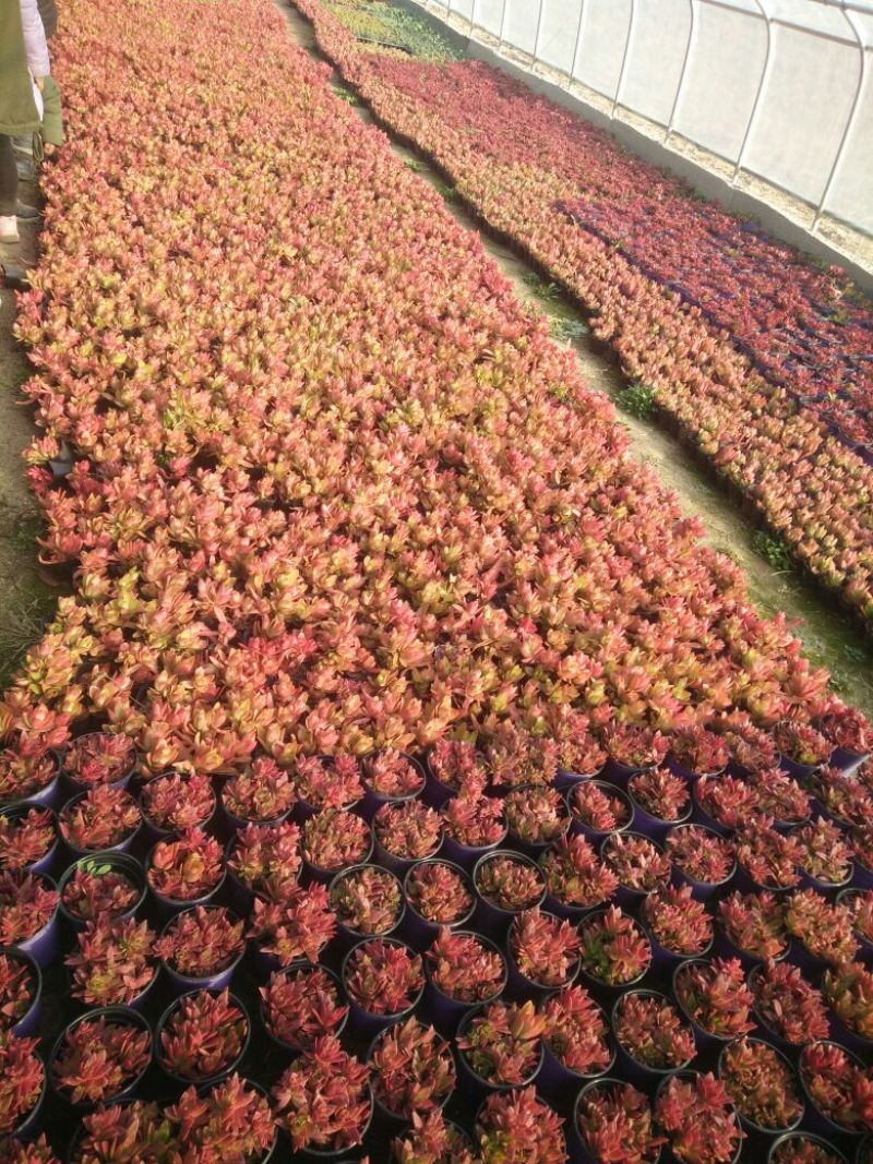 多肉植物不含盆