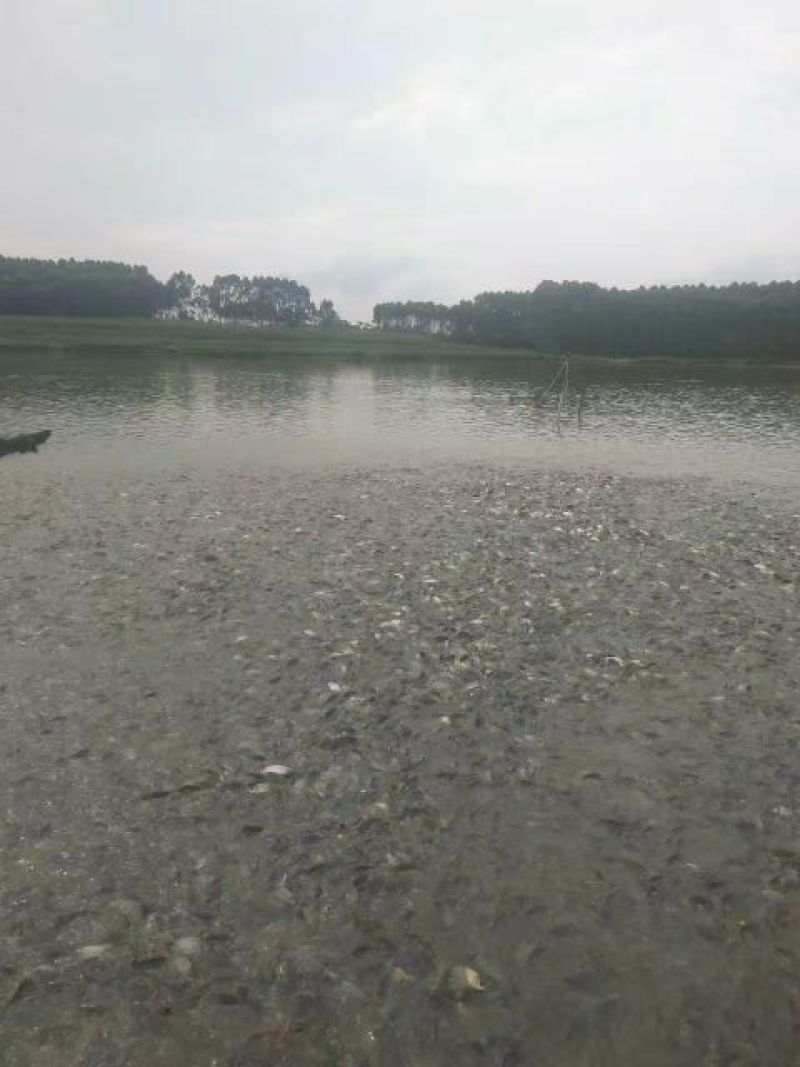 池鲤鱼0.5~1公斤食用