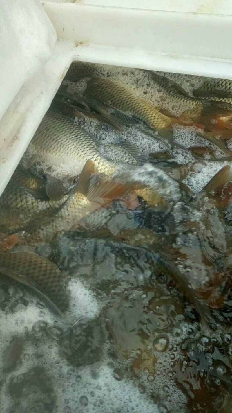 池鲤鱼0.5~1公斤食用