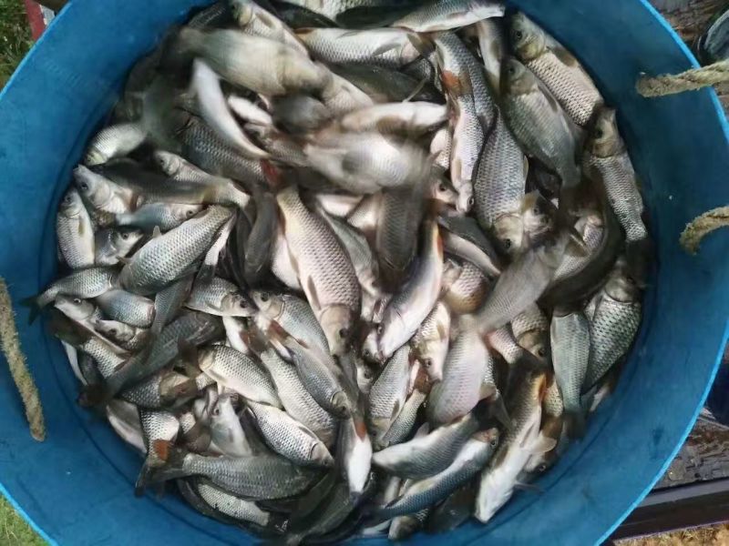 池鲤鱼0.5~1公斤食用