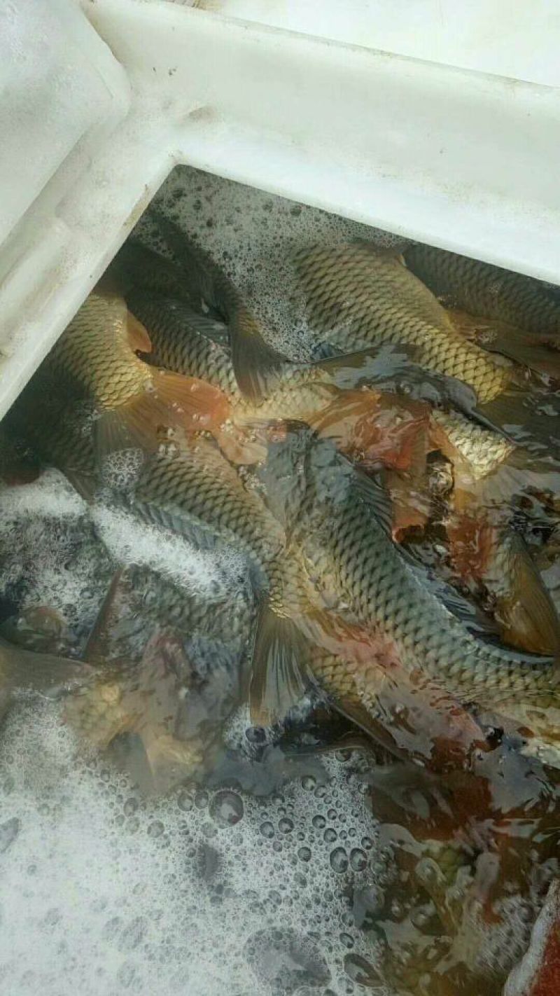 池鲤鱼0.5~1公斤食用