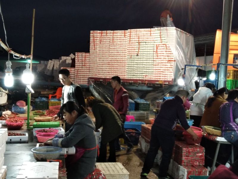 陵水圣女果千禧小番茄小西红杮