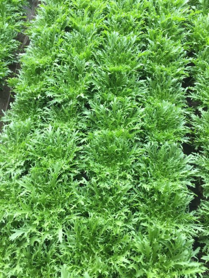 苦菊15~20cm