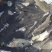 黄鲤鱼鱼苗0.5~1公斤