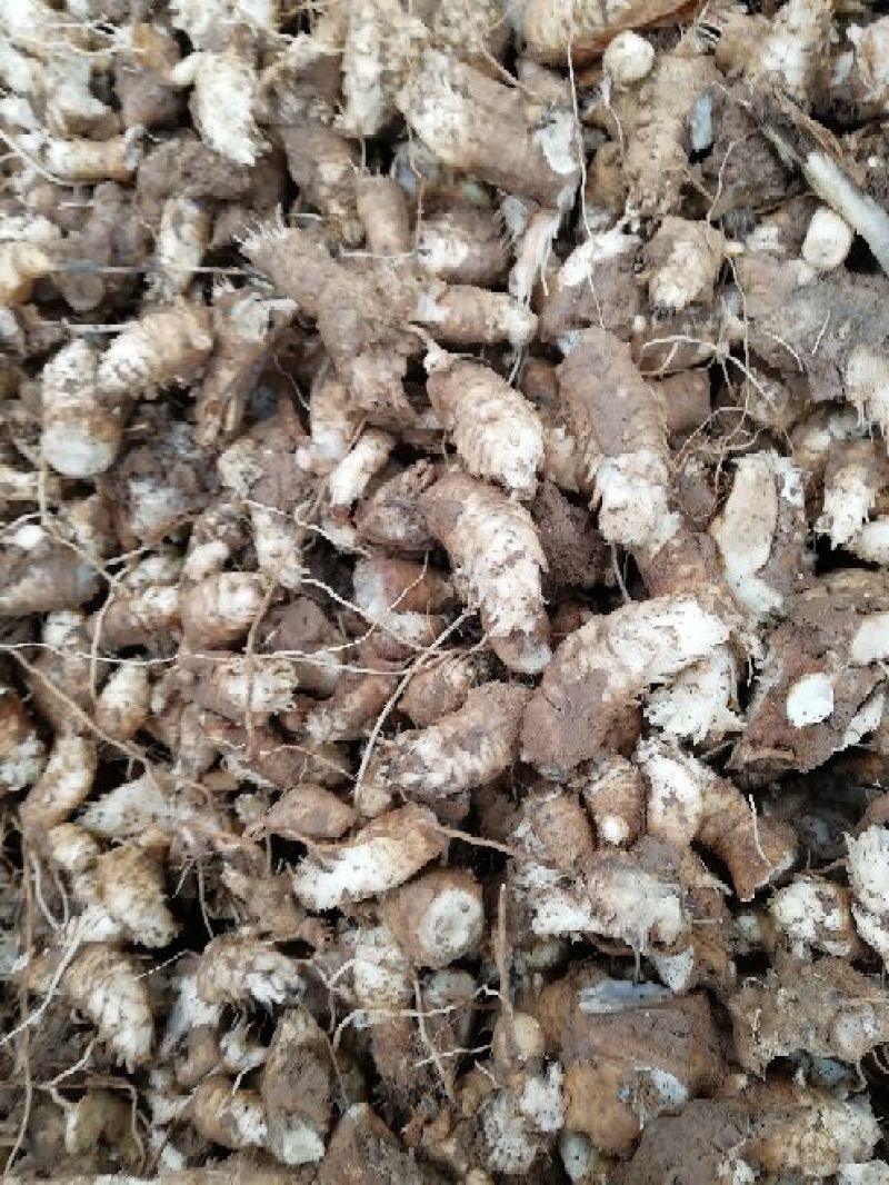 玄参玄参芽头改良玄参香蕉型，品种纯正。高产抗病。