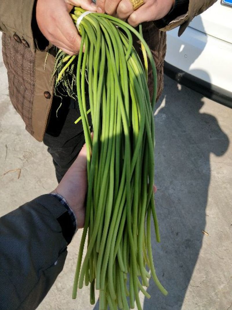 蒜薹山东红帽蒜薹大量供应冷库精品蒜苔
