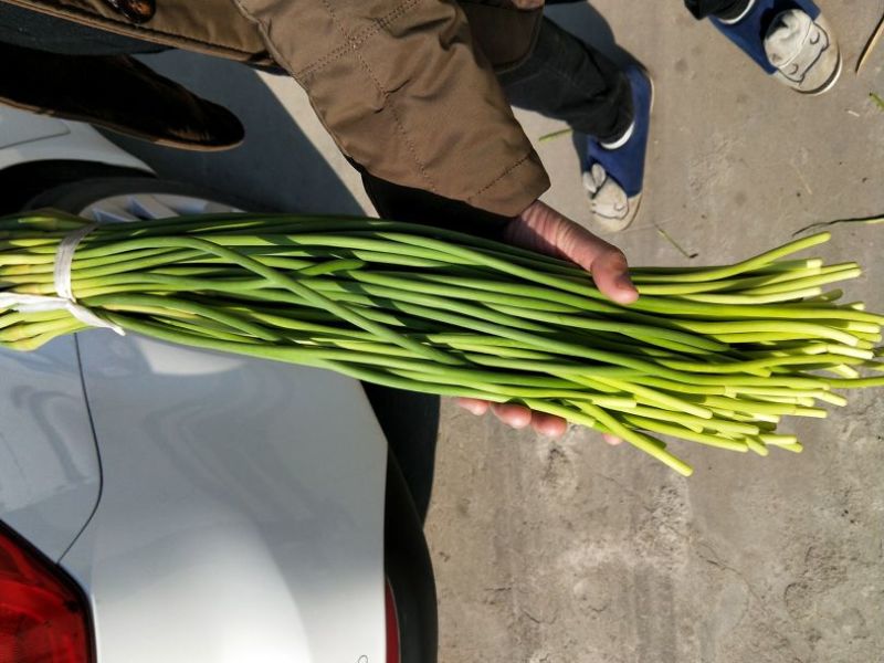 蒜薹山东红帽蒜薹大量供应冷库精品蒜苔