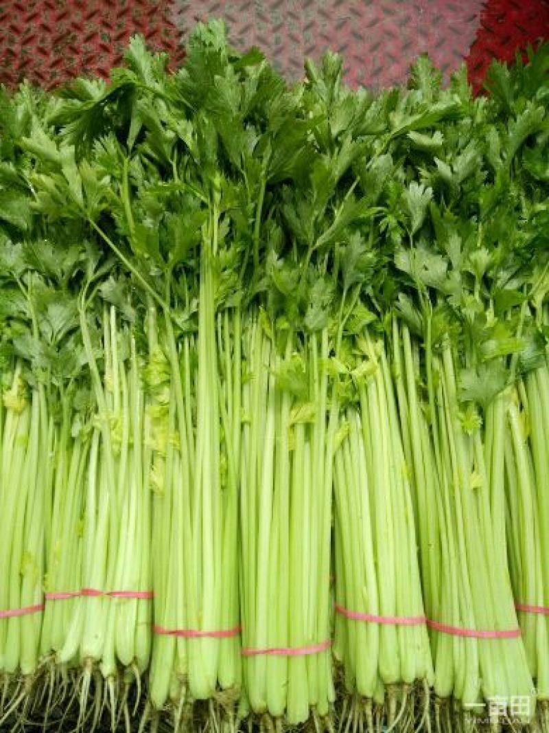 芹菜50cm以上