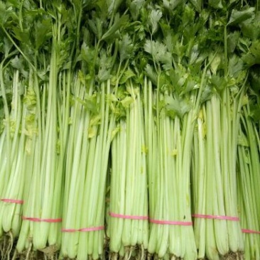 芹菜50cm以上