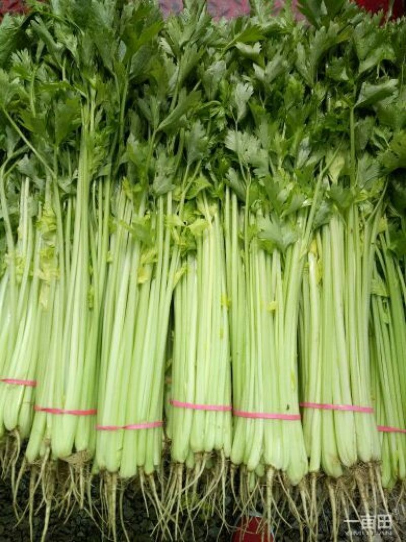 芹菜50cm以上