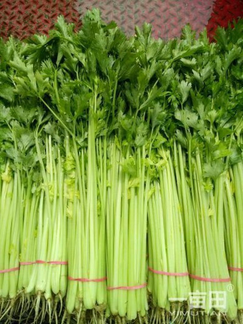 芹菜50cm以上