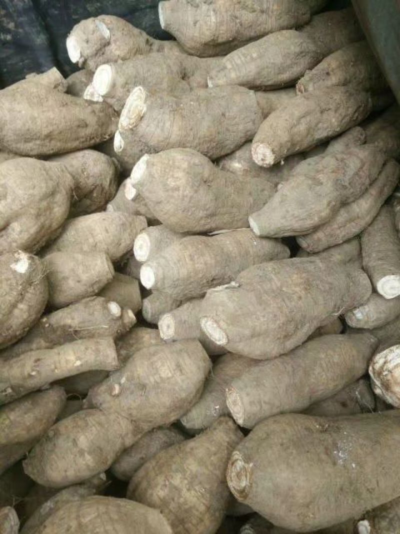 葛根1.5~2斤食用广西梧州藤县其洪农贸有限公司