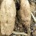 葛根1.5~2斤食用广西梧州藤县其洪农贸有限公司