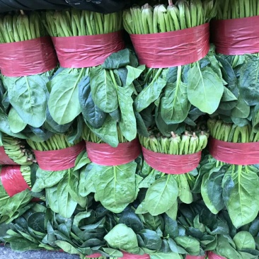 产地直销，代发全国，黑叶菠菜25~30厘米