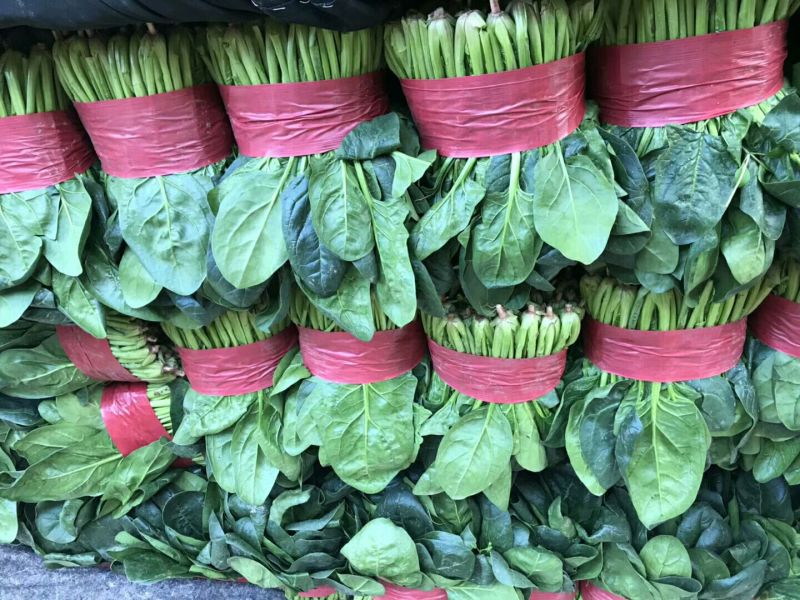 产地直销，代发全国，黑叶菠菜25~30厘米