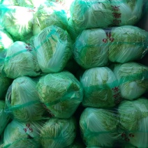 大量供应冷库里大白菜净菜4~6斤走巿场，黄心白菜