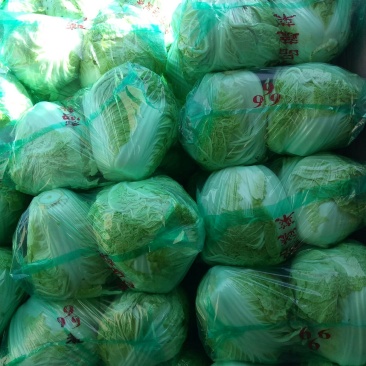 大量供应冷库里大白菜净菜4~6斤走巿场，黄心白菜