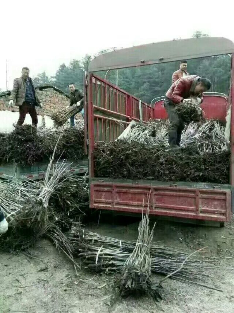 薄壳核桃苗，嫁接核桃苗。基地直销，品种纯正，核桃苗批发