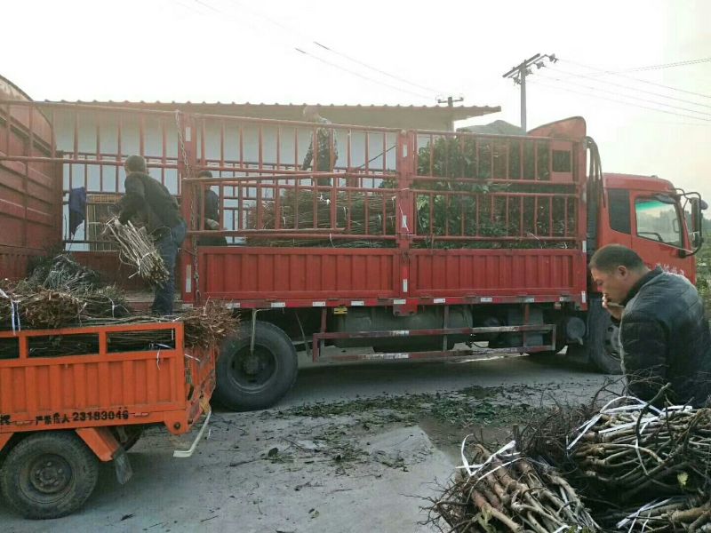 薄壳核桃苗，嫁接核桃苗。基地直销，品种纯正，核桃苗批发