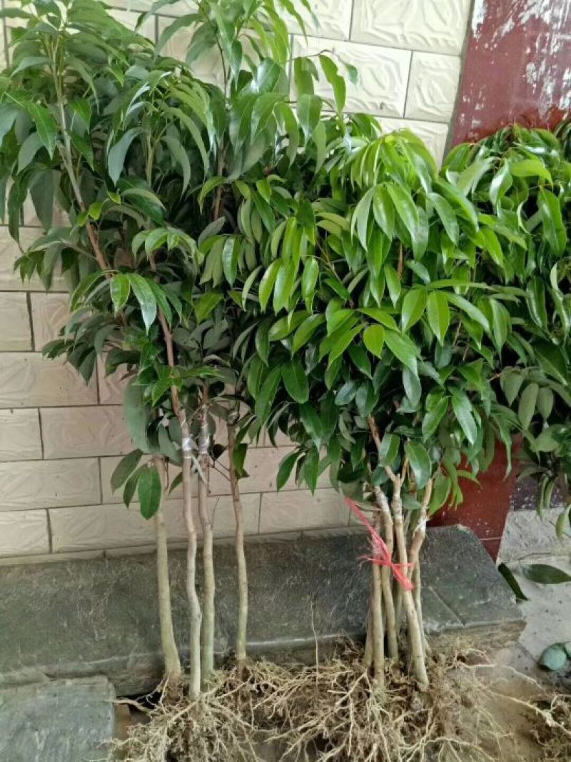 荔枝苗20~30cm