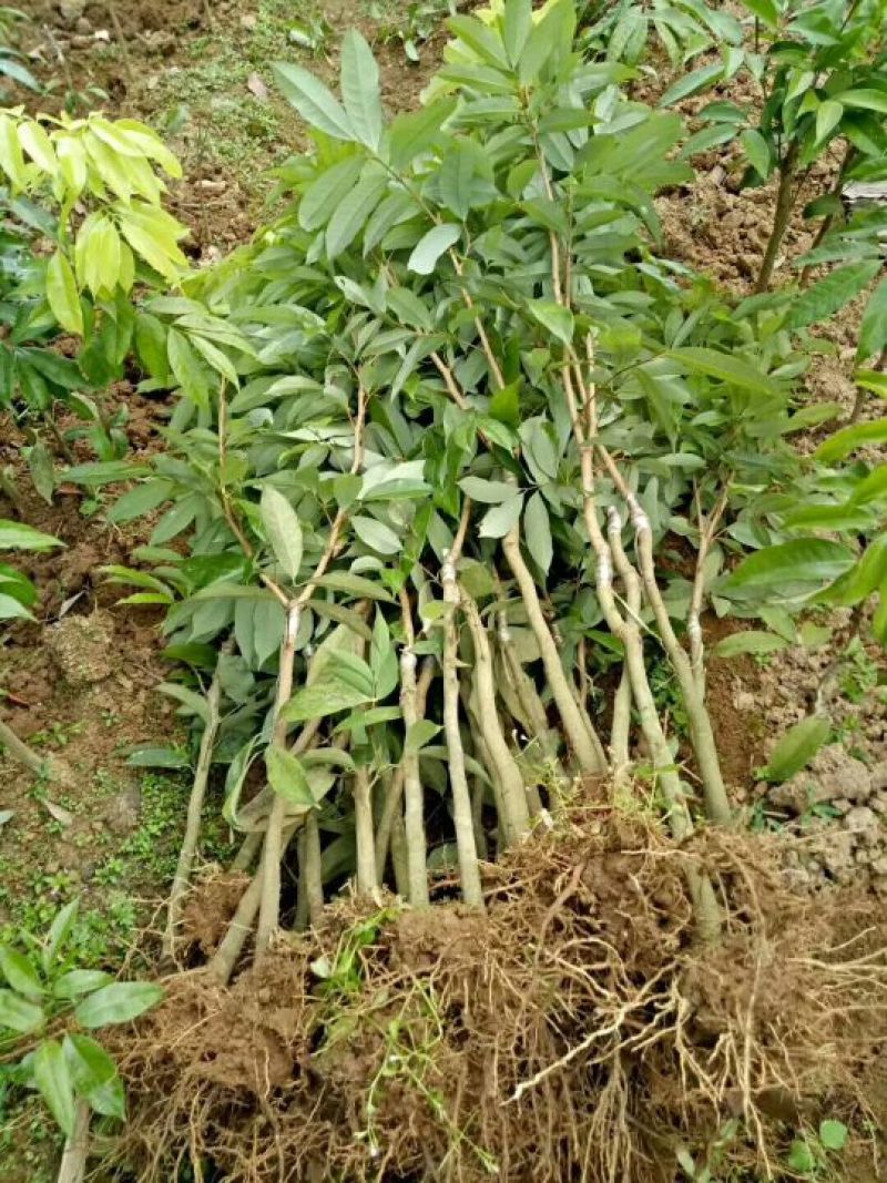 荔枝苗20~30cm