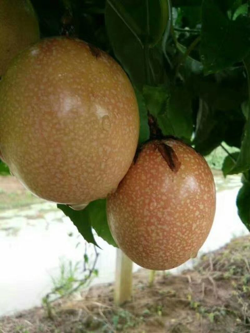 百香果苗10~20cm