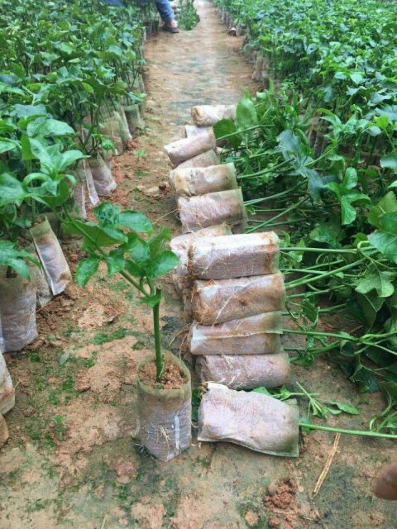 百香果苗10~20cm