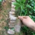百香果苗10~20cm