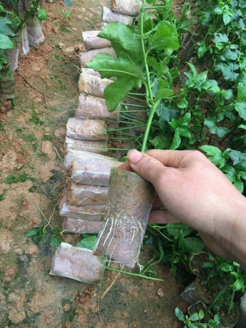 百香果苗10~20cm