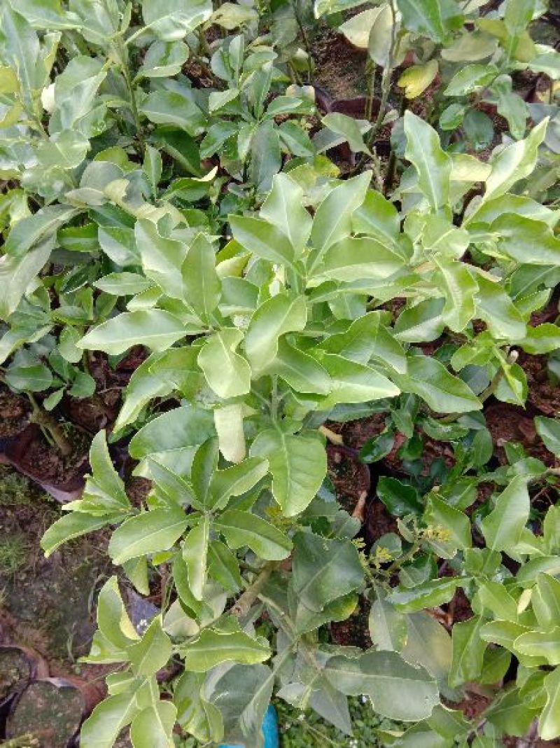 三红蜜柚苗