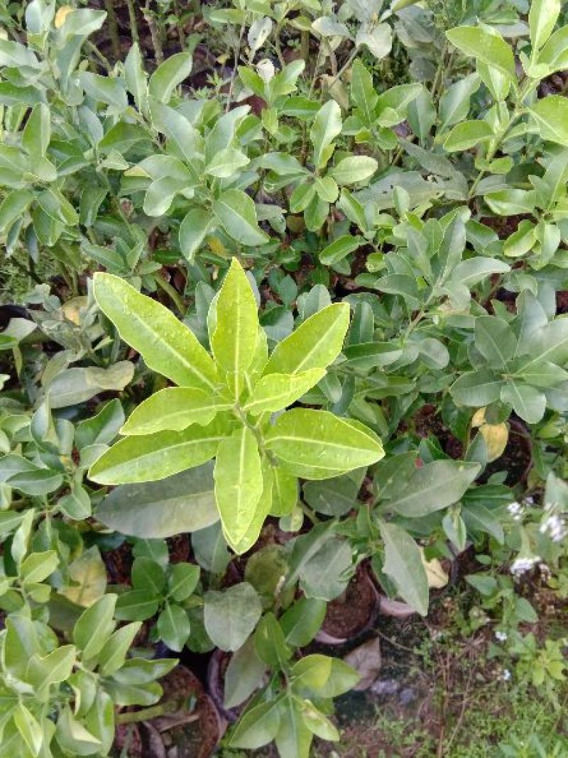 三红蜜柚苗