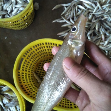 尖头鱼