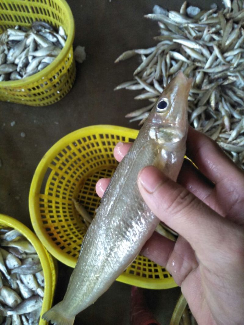 尖头鱼