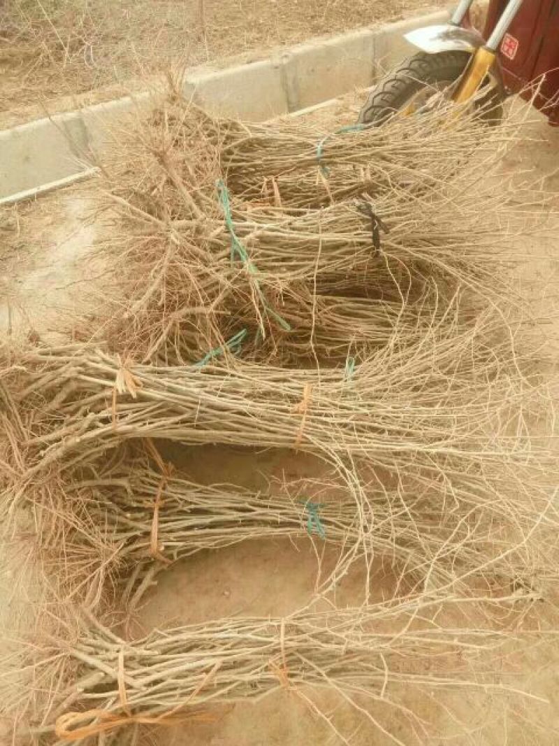 药用宁夏宁杞1号红枸杞苗三年生高纯度品种苗