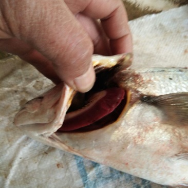 鮸鱼