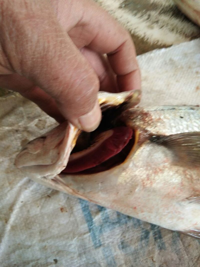 鮸鱼