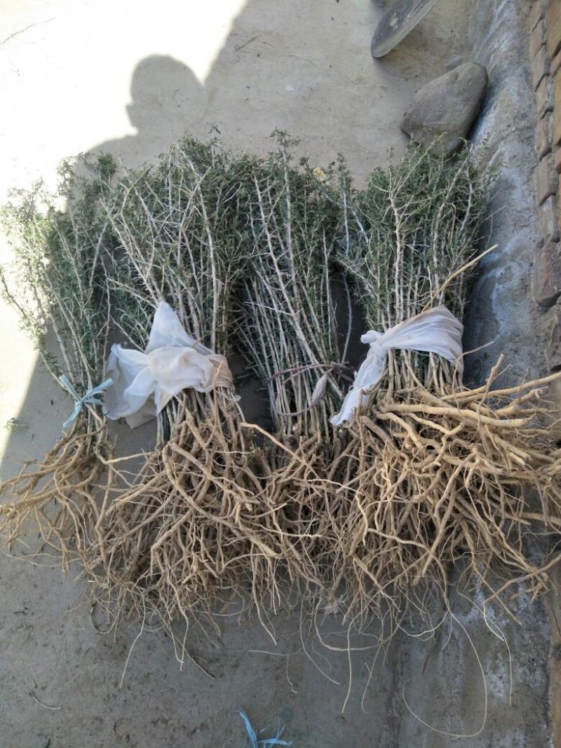 黑枸杞苗宁夏保纯度3年生当年挂果产量高产地直发