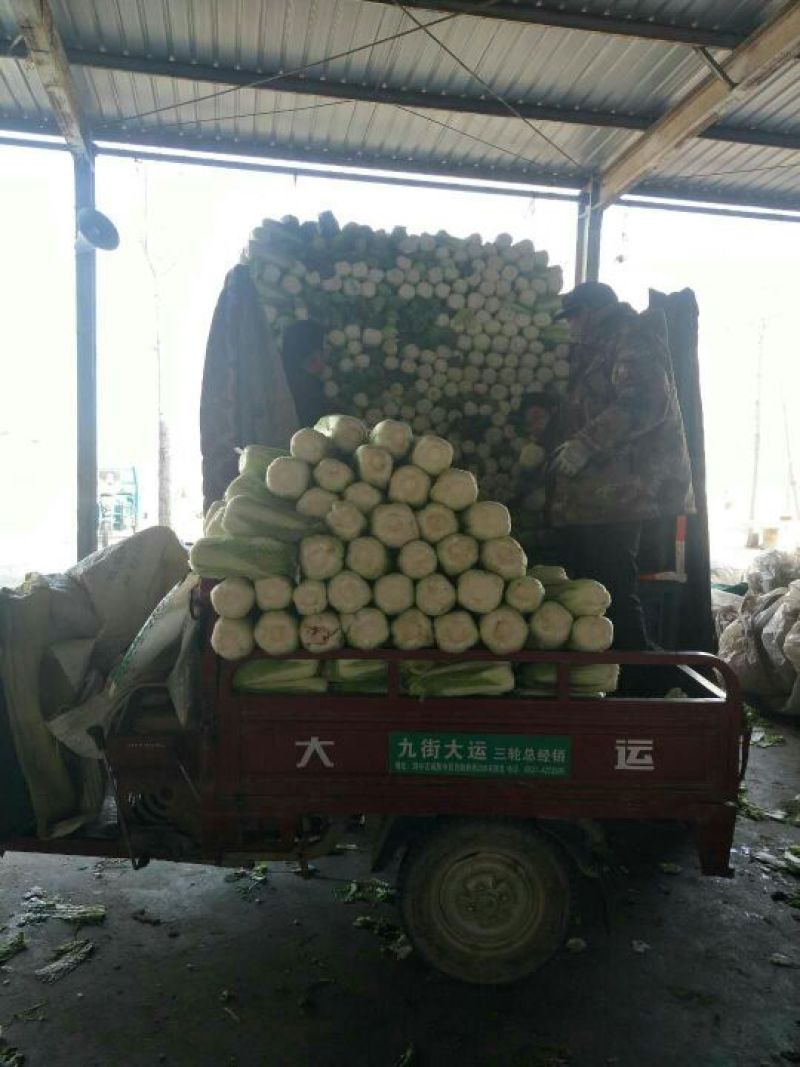 北京新三号白菜按要求加工包装