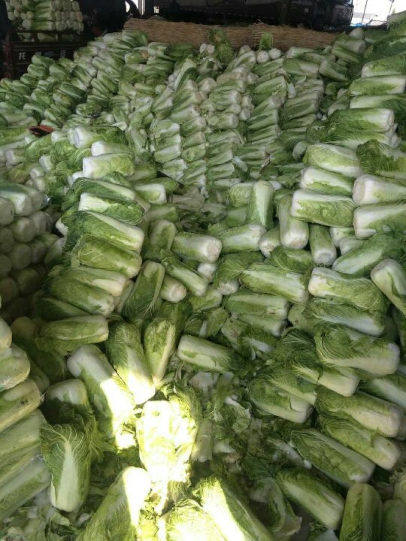 北京新三号白菜按要求加工包装