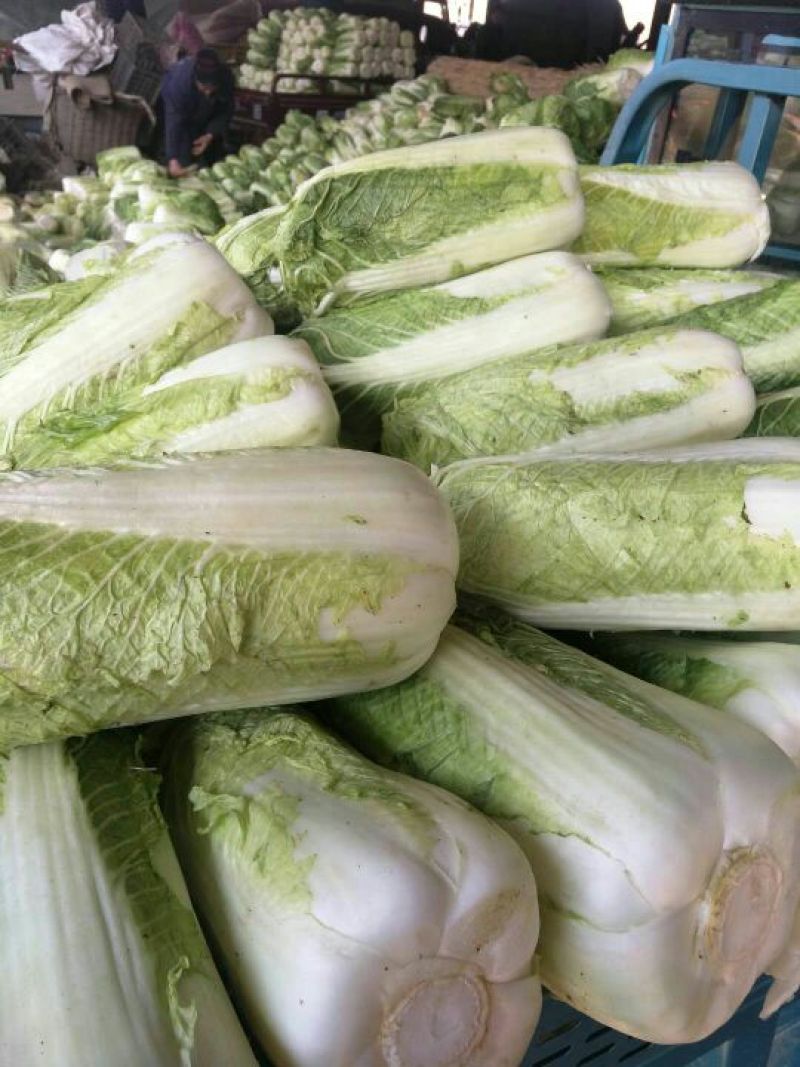 北京新三号白菜按要求加工包装