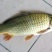 池鲤鱼食用1~2公斤