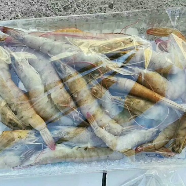 南美白对虾食用冰鲜虾
