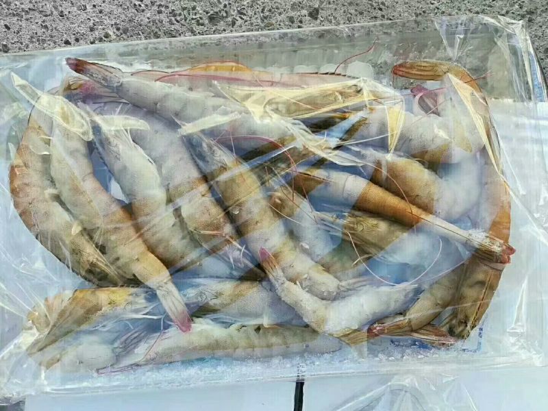 南美白对虾食用冰鲜虾