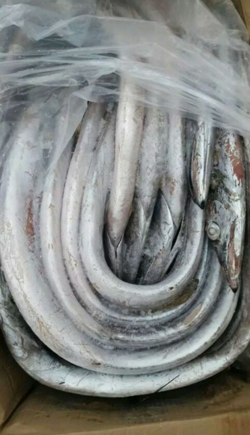刀鱼食用冰鲜鱼