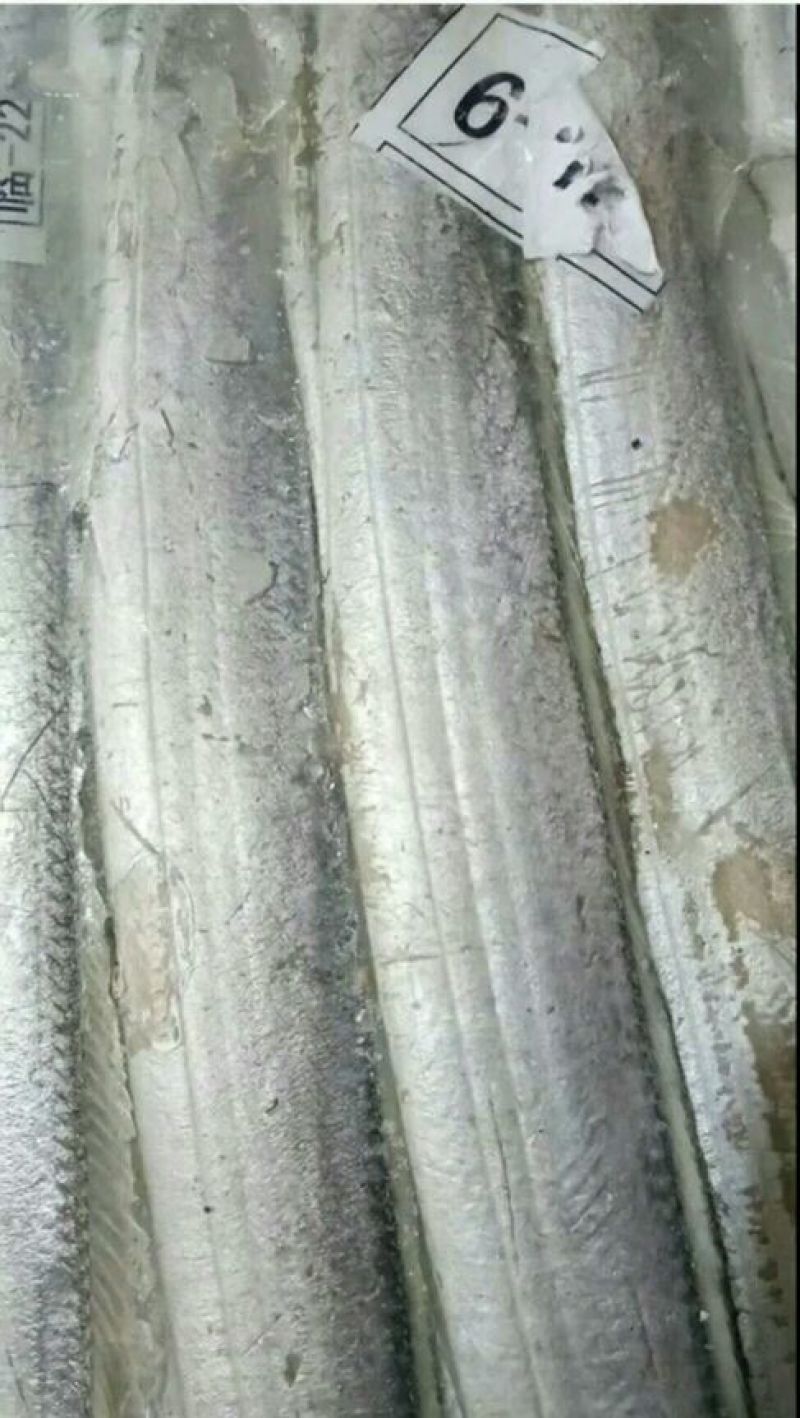 刀鱼食用冰鲜鱼