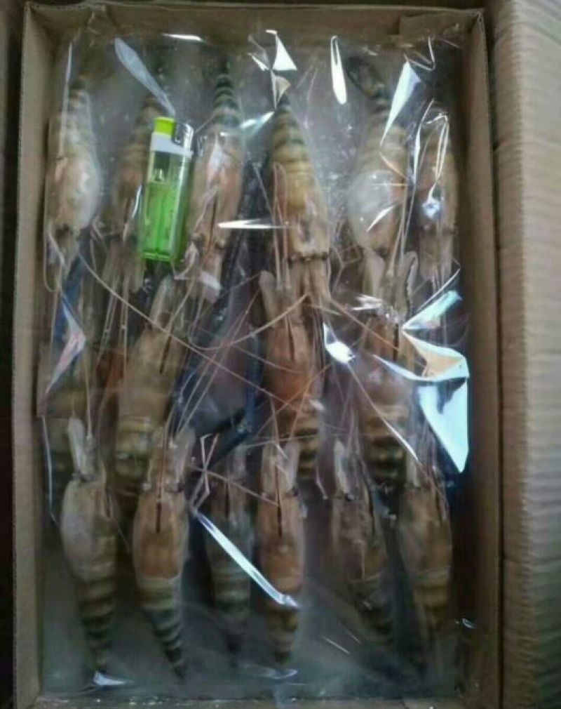 南美白对虾食用冰鲜虾