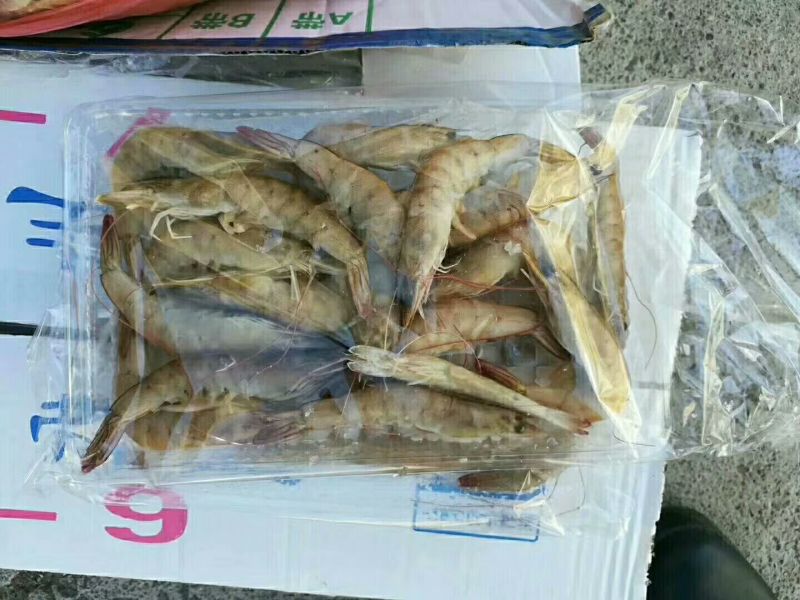 南美白对虾食用冰鲜虾