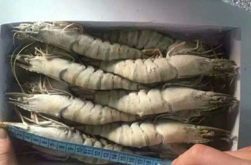 南美白对虾食用冰鲜虾